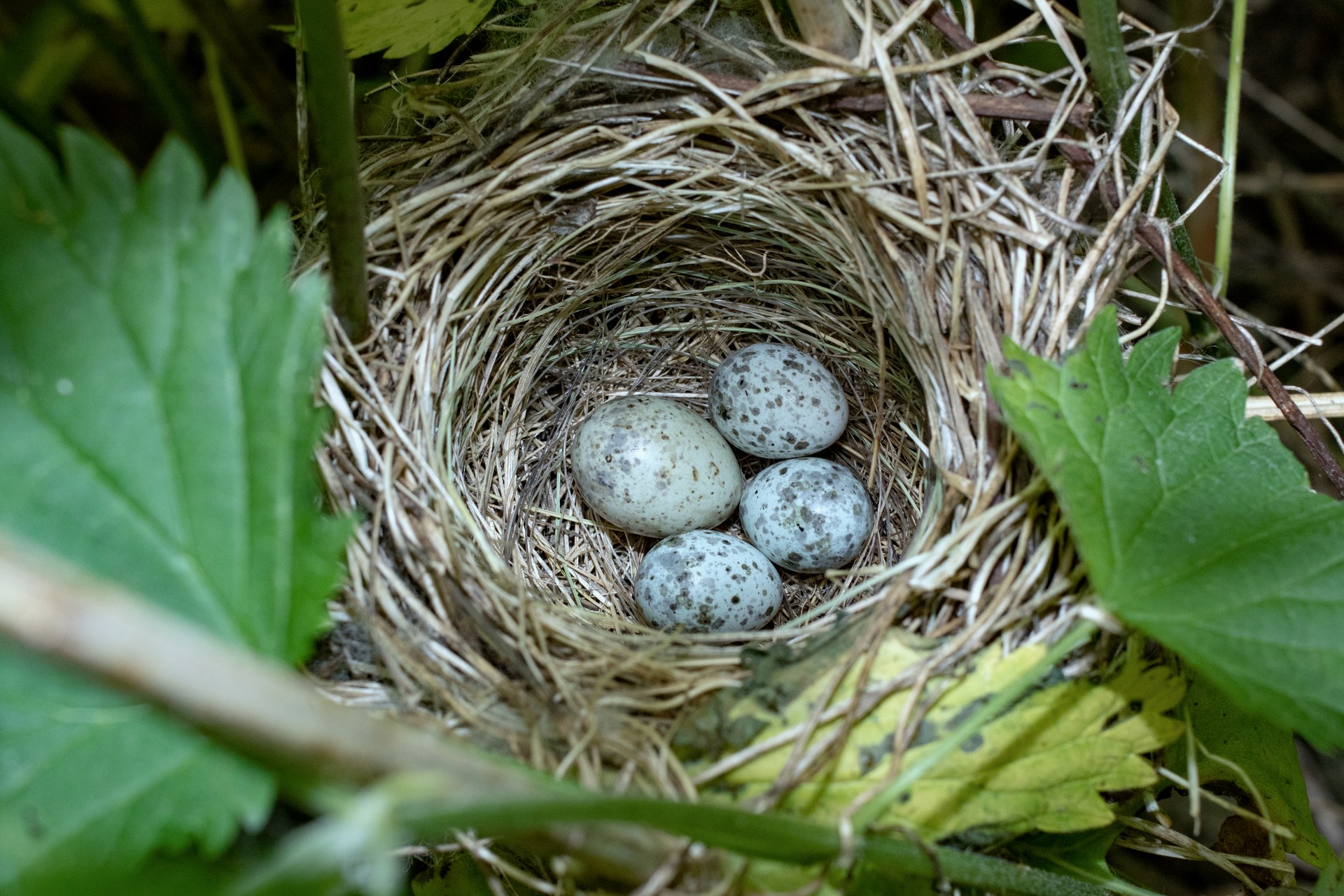 Common cuckoo egg in a marsh warbler's nest. Credit: Vassiliy Vishnevskiy iStock